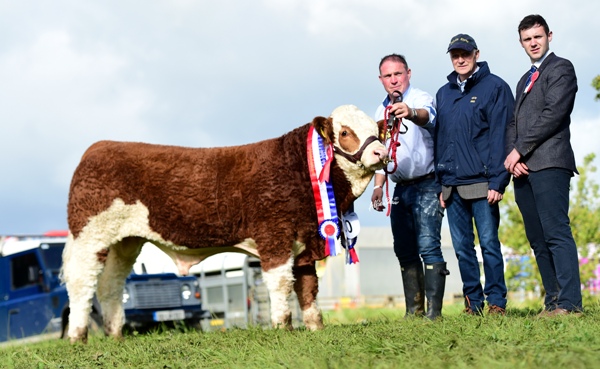 Strokestown 2017 Junior Bull Champion Lissadell Jackpot VIP