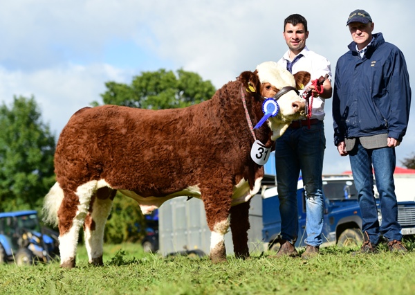 Strokestown 2017 Reserve Junior Bull 'Rathnashan Jaffa Cake'