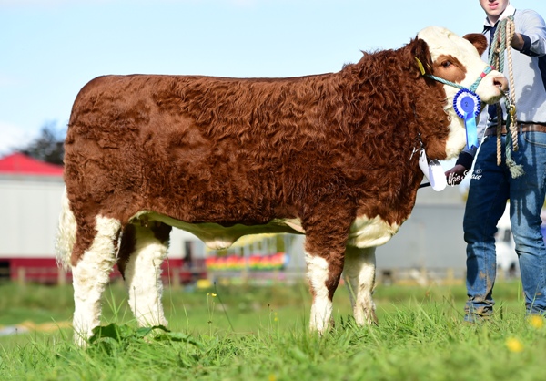 Strokestown 2017 Reserve Junior Heifer 'Magheracrigan Ivy'