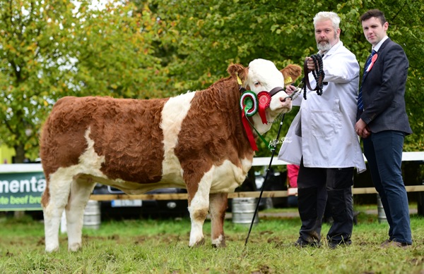 Strokestown 2017 Reserve Champion 'Kickhams Haven'