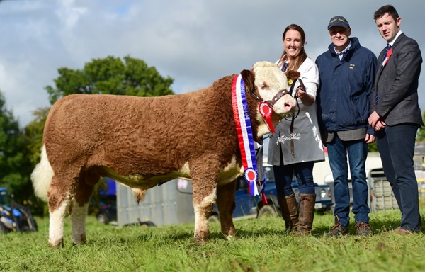 Strokestown 2017 Senior Bull Champion 'Seaview Handsome Prince'