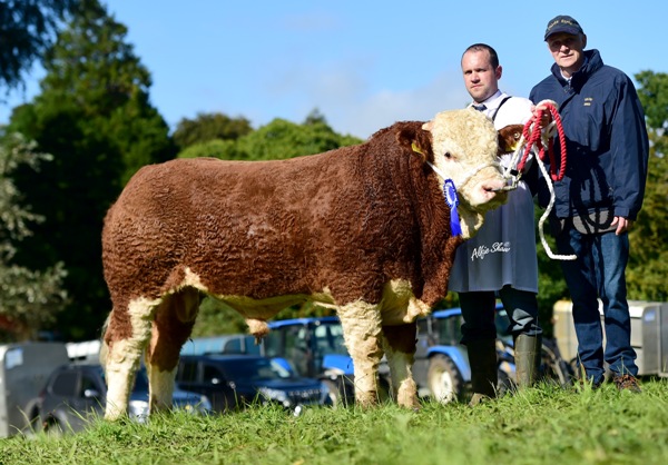 Strokestown 2017 Reserve Senior Bull 'Bearna-Dhearg Honda 50'