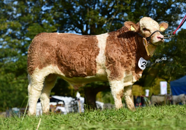 Strokestown 2017 Senior Bull Third 'Coose Jackpot'