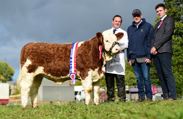 Strokestown 2017 Senior Heifer Champion 'Tisaran Her Majesty'