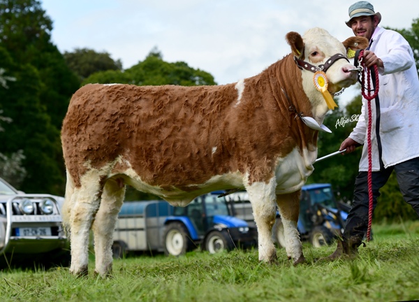 Strokestown 2017 Senior Heifer Third 'Jennalyn Honey Duff'