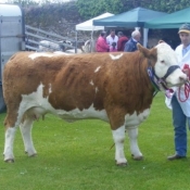 Bandon 2011 Champion 'Bridgemount Vicky'