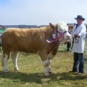 Clonakilty 2011 Champion 'Raceview Wyntie Matilda'