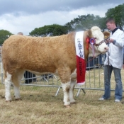 Cork 2011 Champion 'Raceview Wyntie Matilda'