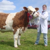Longford 2011 Champion 'Clonguish Bluebell'
