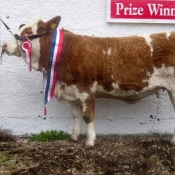 Mullingar 2011 Champion 'Clonguish Bluebell'
