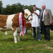 Virginia 2011 Champion 'Clonguish Bluebell'