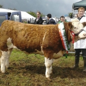 Baileborough 2012 Champion \'Broomfield Belle\'