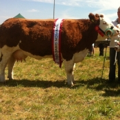Ballina 2013 Champion & Interbreed Champion \'Seepa Aster\'