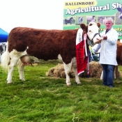 Ballinrobe 2013 Champion \'Seepa Aster\'