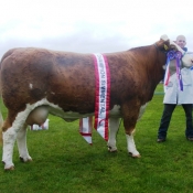Bandon 2013 Champion \'Corbally VIP Katie\'