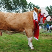 Cork 2013 Overall Champion \'Raceview Winty Matilda\'