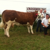 Crossmolina 2013 Interbreed Champion \'Seepa Aster\'