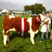 Elphin 2013 Interbreed Champion \'Fearna Duchess\'