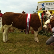 Erris 2013 Overall Simmental & Interbreed Champion \'Seepa Aster\'