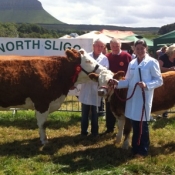Grange 2013 Simmental Champion \'Seepa Aster\'