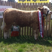 Riverstown 2013 Overall Simmental Champion Fearna Duchess