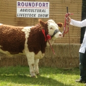 Roundfort 2013 Champion \'Fearna Destiny\'