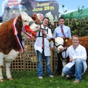 Athlone Show Champion 'Fearna Destiny'