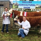 Ballina Champion Simmental for Neenan Bros
