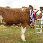 Ballygarvan Champion & Interbreed Champion \'Seaview Gabby\'