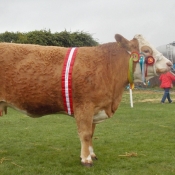 Bandon Show Female & Overall Champion Clonagh Willow