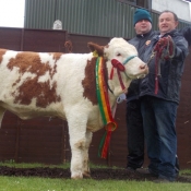 Barryroe Yearling Heifer Champion 'Ballingar Fay'
