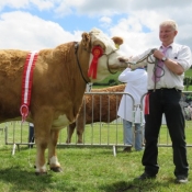 Cork Champion 'Clonagh Willow'