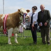 Midleton Show Champion \'Clonagh Delightly Fabulous\'