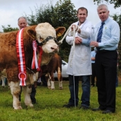 Virginia Yearling Bull Overall Champion 'Barnattin Flash'