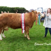 Bandon Show Overall Champion 'Clonagh Willow'