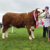 Cappamore Show Overall Simmental Champion 'Fearna Faith'