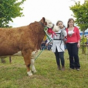 Claremorris Show Champion 'Lisnacrann Elegant Start'
