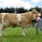 Clonmel Show Champion 'Clonagh Dora The Explorer'