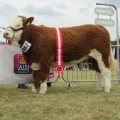 Cork Show Champion 'Corbally Goddess'