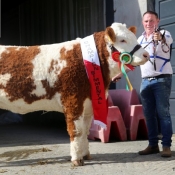 Glenamaddy Show Champion 'Tawley Gretta'