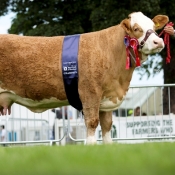 Highland Show Overall Simmental 'Auroch Eve'