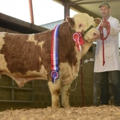 Roscommon Nov'16 Junior Bull Champion 'Bridgemount Garcia' €4100