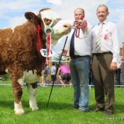 Limerick Show Champion 'Fearna Faith'