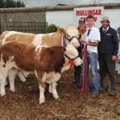 Mullingar Show Champion 'Clonagh Dora The Explorer'