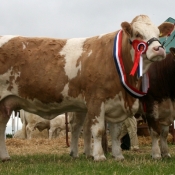 Ossory Show Supreme Champion 'Clonagh Dora The Explorer'