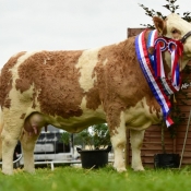 Tullamore Show Overall Champ Female Champ & National Junior Cow Champ 'Clonagh Dora The Explorer'