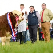 Ploughing 2016 Champion 'Coose Gambler'