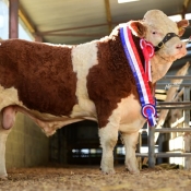 Roscommon Nov'16 Senior Bull Champion 'Clonagh Gentle Giant' €4600