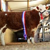 Roscommon Nov'16 Senior Heifer Champion 'Rathlee Fi Fi' €3000