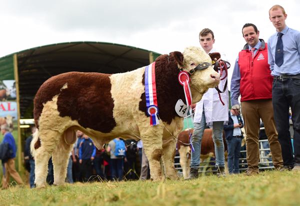 Agri Care Nutrition Simmental Ploughing Bull 2017 'Mount Hawk Eye'